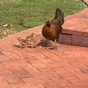 Meet your Posher, June